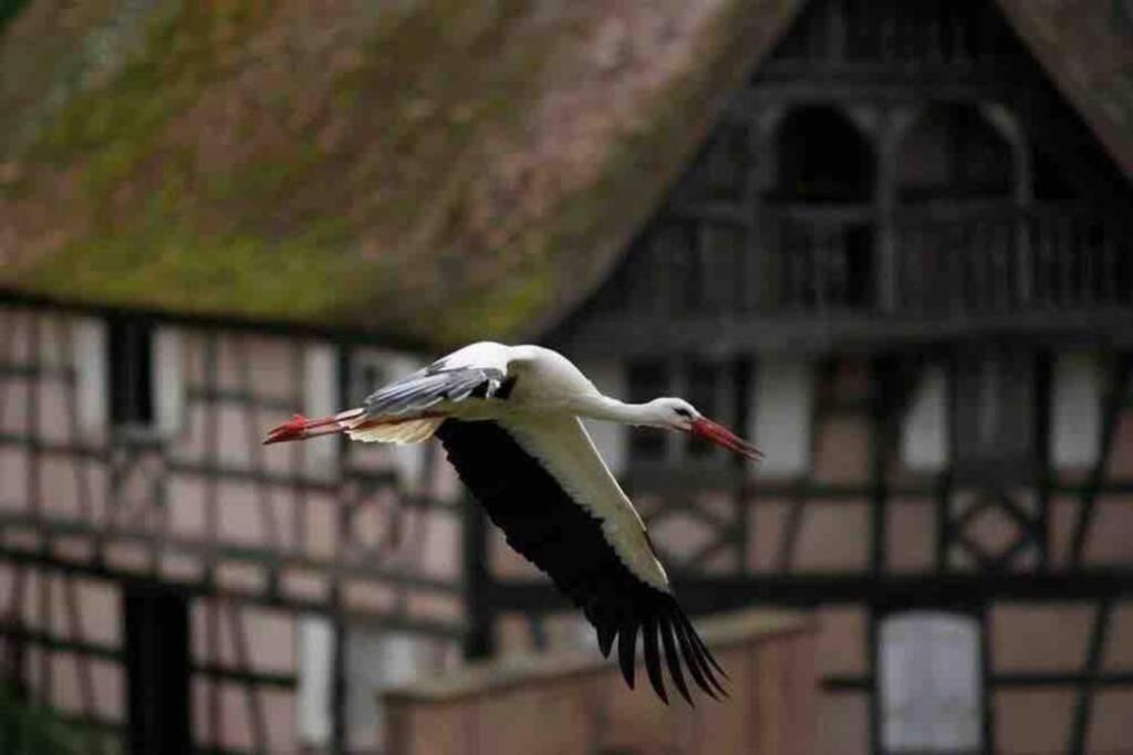Coeur Alsace Apartman Colmar Kültér fotó